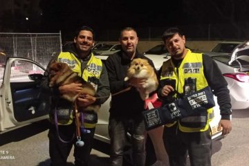 אשדוד: מתנדבי ידידים חילצו בשלום זוג כלבים שננעל ברכב • “כבעל כלב אני מודע לחשיבות שלומם”