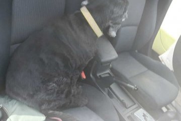 מסילת ציון: כלב ננעל ברכב • מתנדב ידידים חילץ אותו בשלום