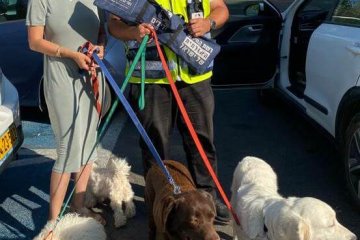 מושב אורה: חמישה כלבים ננעלו ברכב, מתנדב ידידים חילץ אותם בשלום • “בדיוק יצאתי מטיפול רפואי בבית החולים”