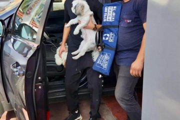 אור יהודה: שני כלבים ננעלו בשגגה ברכב, מתנדב ידידים חילץ אותם בשלום • ״הבעלים היו המומים ממהירות ההגעה והחילוץ״