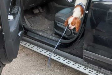 צור הדסה: כלב ננעל ברכב לעיני בעליו, מתנדבי ידידים חילצו אותו בשלום