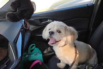 תל אביב: כלב ננעל ברכב וחולץ בשלום ע”י מתנדב ידידים