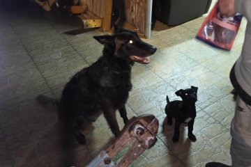 נתניה: כלבה נלכדה ברצועה ושוחררה על ידי מתנדב ידידים • “סיפוק גדול לראות את הכלבה חוזרת להלך כרגיל”