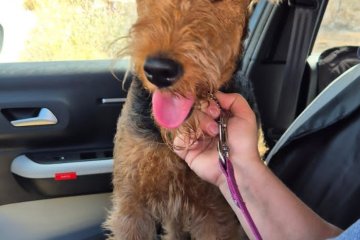 חצרים: כלב ננעל ברכב וחולץ בשלום על ידי מתנדב ידידים